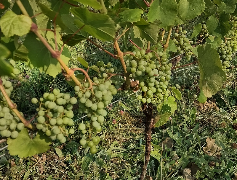 Riesling at the bunch closure stage.